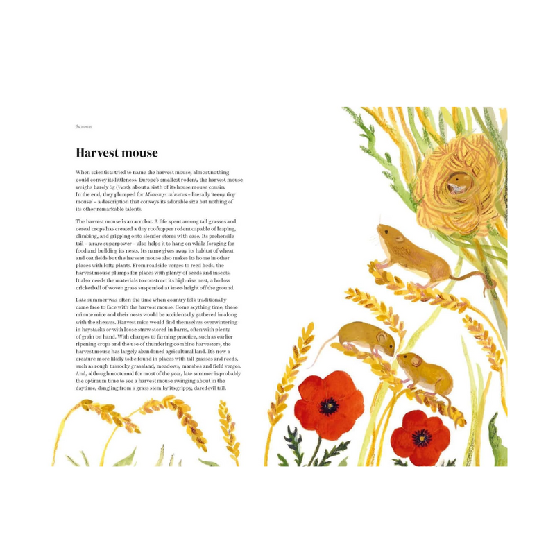 The Wildlife Year: How to Reconnect with Nature Through the Seasons mulveys.ie Nationwide Shipping